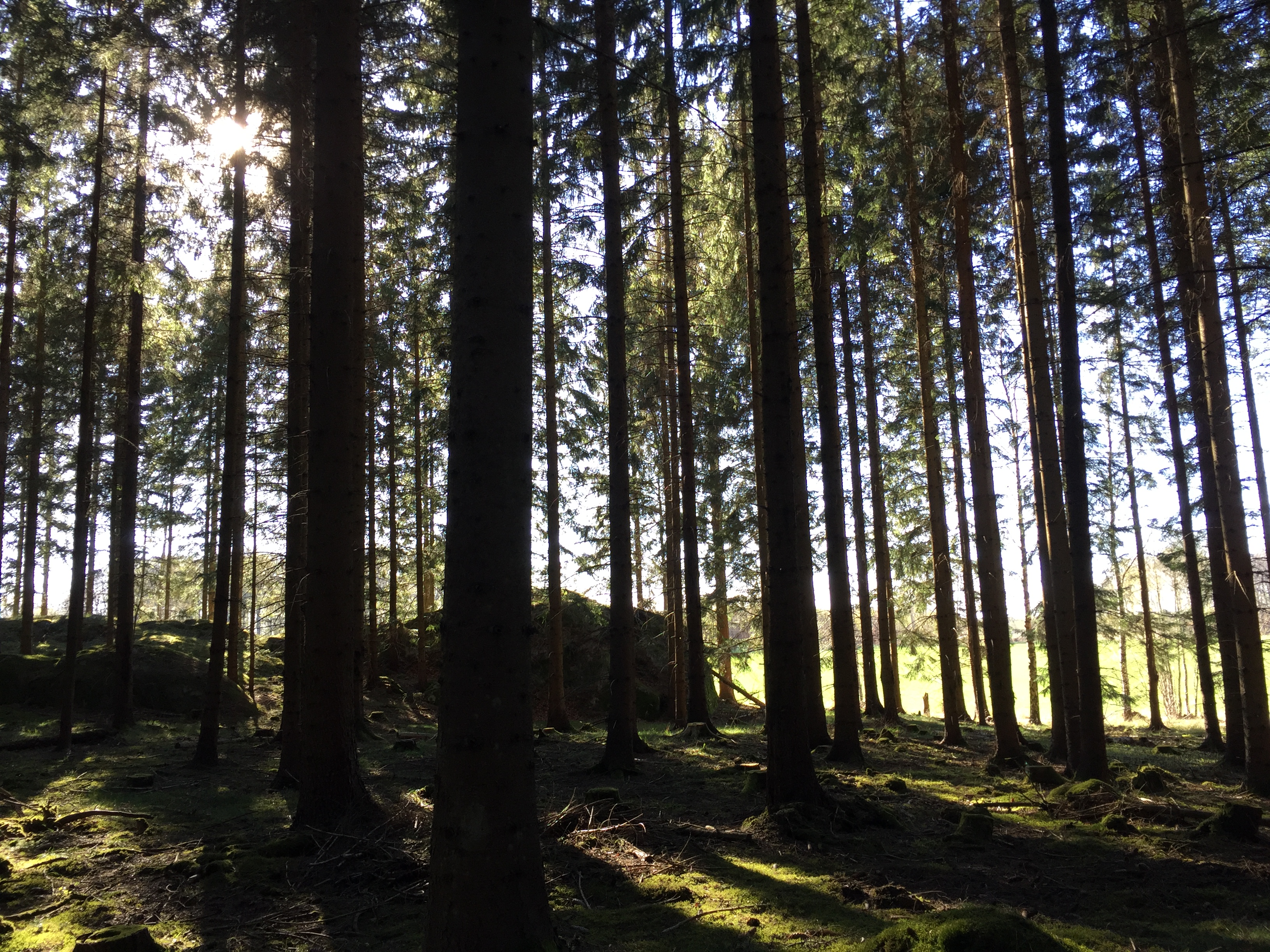 Horningsholm skog 1